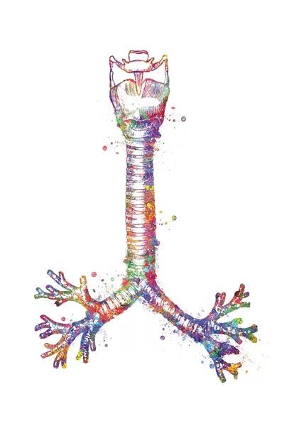 Biology: Wind Pipe by Genefy Art