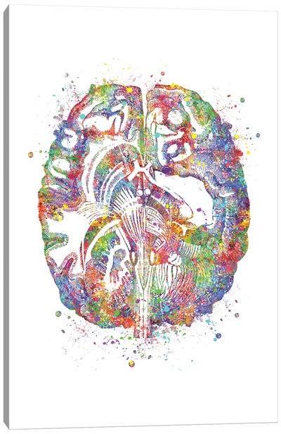Brain Cross Section Canvas Art Print - Anatomy Art