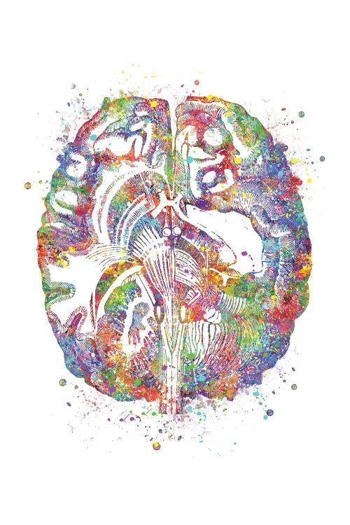 Brain Cross Section