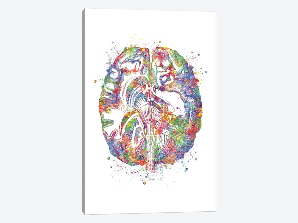Brain Cross Section by Genefy Art 1-piece Art Print