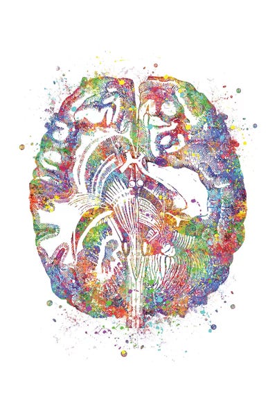 Biology: Brain Cross Section by Genefy Art