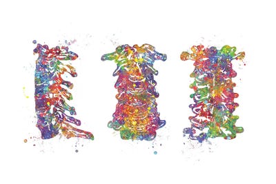 Cervical Spine by Genefy Art framed wall art