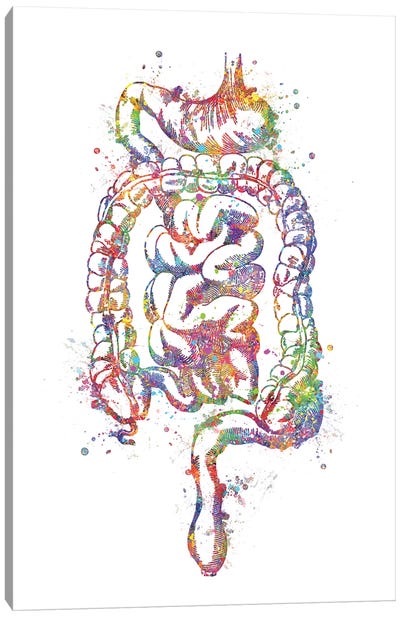 Digestive System Canvas Art Print - Anatomy Art