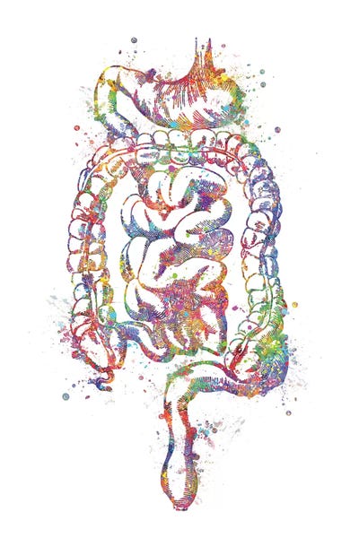 Biology: Digestive System by Genefy Art