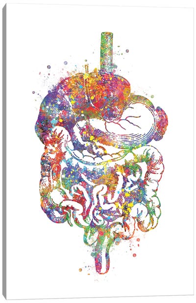 Digestive Tract I Canvas Art Print - Anatomy Art