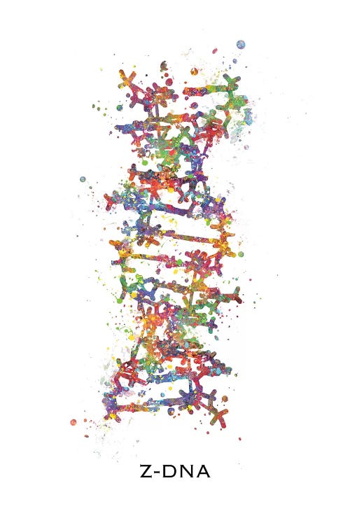 DNA Z