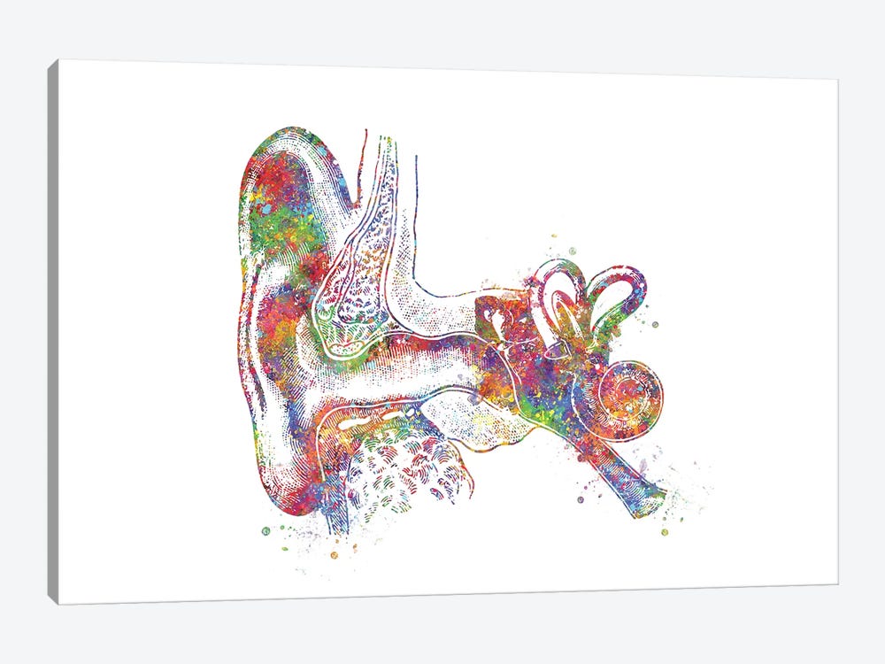 Ear Anatomy by Genefy Art 1-piece Canvas Artwork