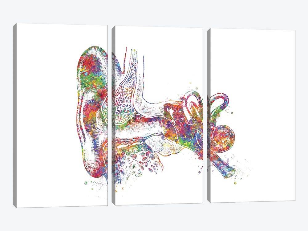 Ear Anatomy by Genefy Art 3-piece Canvas Art