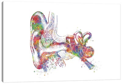 Ear Anatomy Canvas Art Print - Anatomy Art
