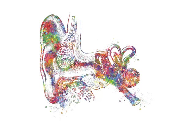 Science: Ear Anatomy by Genefy Art