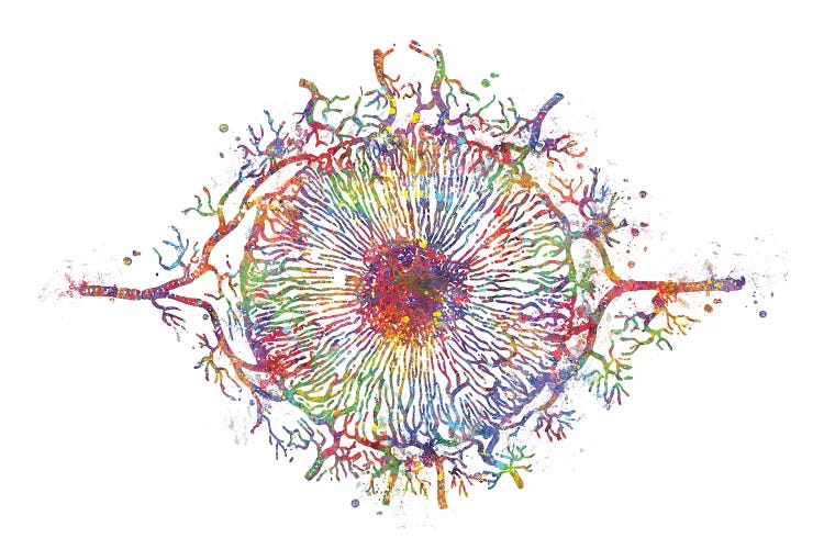 Eye Anatomy Iris