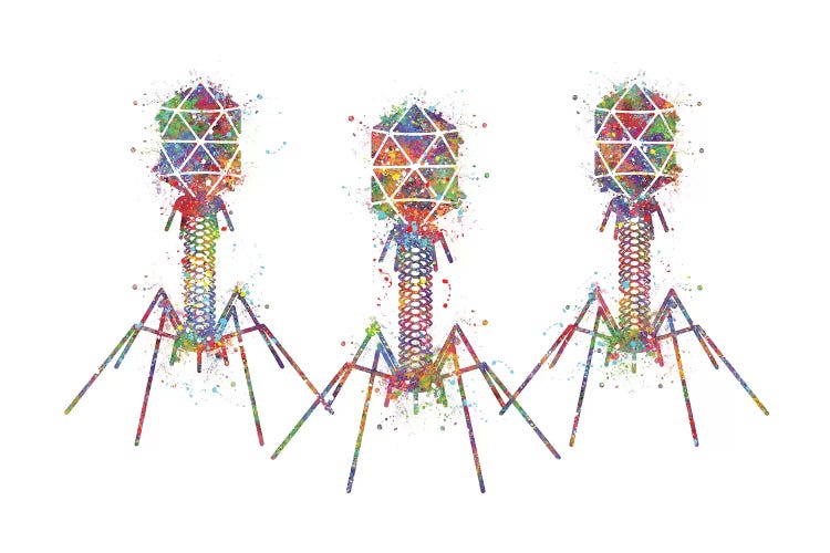 Bacteriophage III