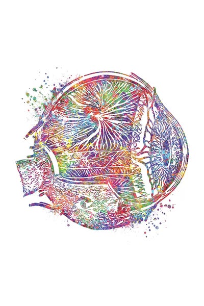 Biology: Eye Anatomy Up by Genefy Art