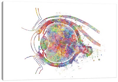 Eye Socket Canvas Art Print - Science Art