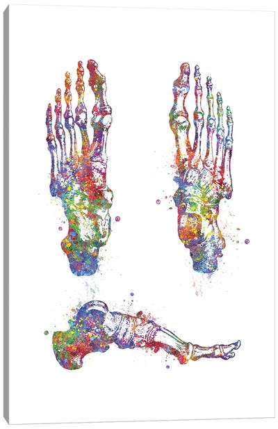 Foot Bone I Canvas Art Print - Anatomy Art