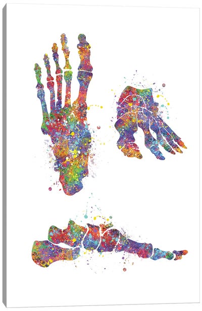 Foot Bone II Canvas Art Print - Anatomy Art