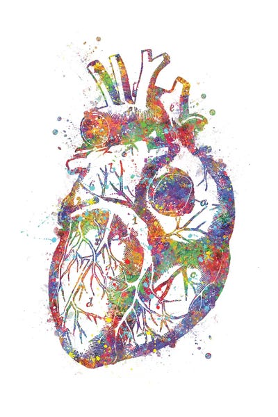 Heart Anatomy by Genefy Art gallery poster