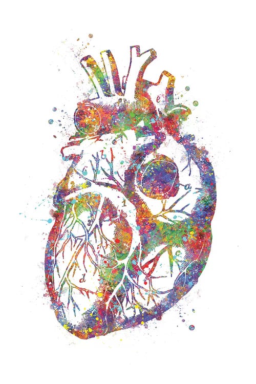 Heart Anatomy