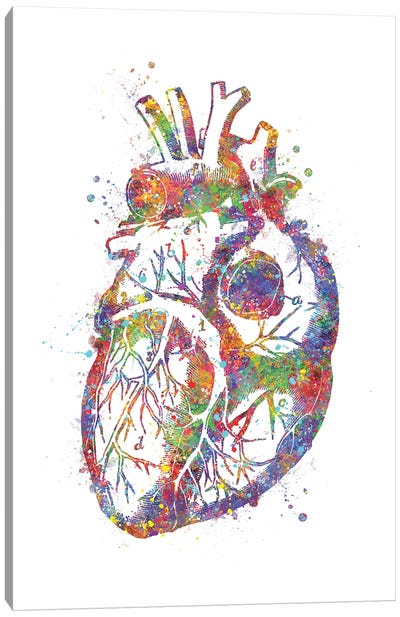 Heart Anatomy Canvas Art Print - Anatomy Art