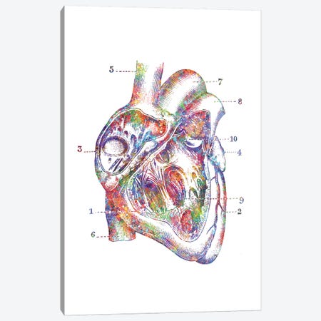 Heart Cross Section Canvas Print #GFA65} by Genefy Art Canvas Art Print