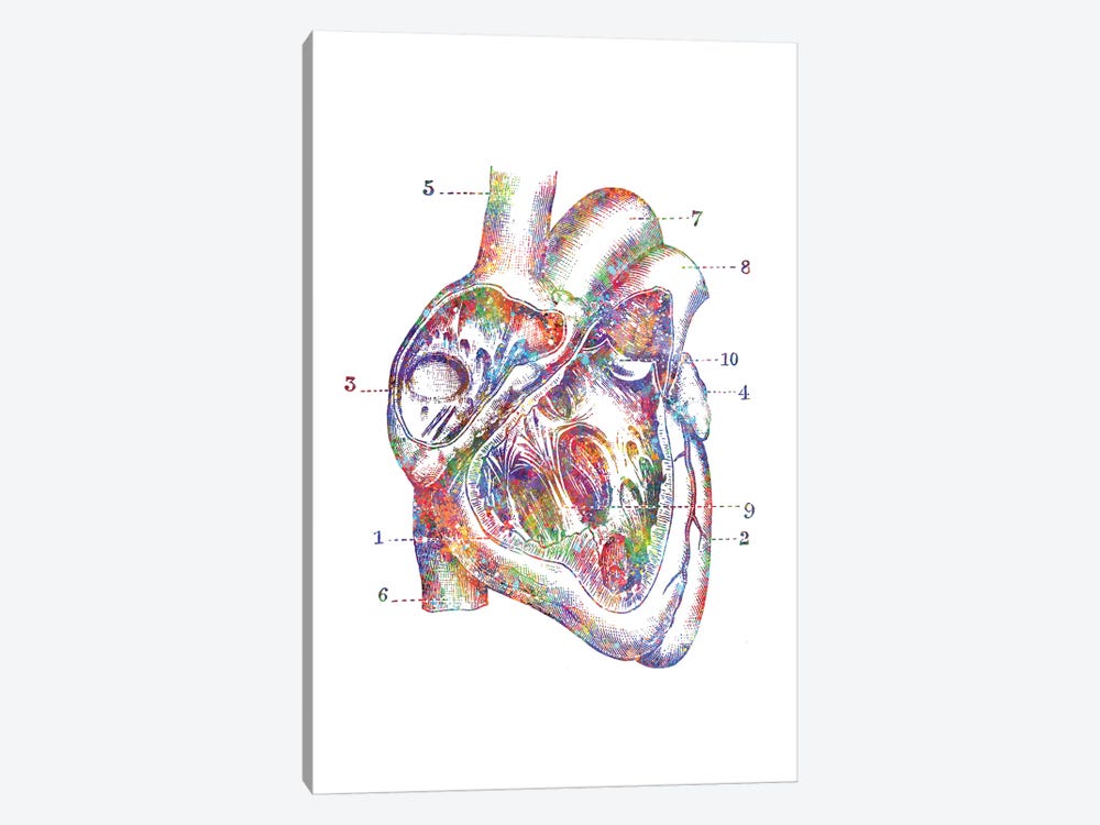 Heart Cross Section by Genefy Art 1-piece Canvas Print