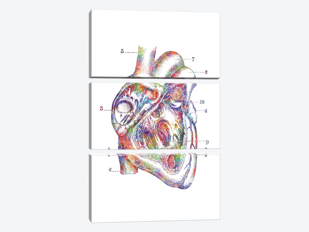 Heart Cross Section by Genefy Art 3-piece Canvas Art Print