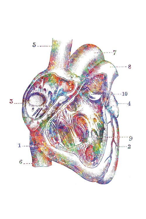 Heart Cross Section by Genefy Art wall art