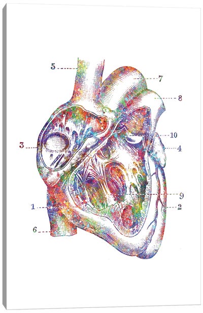 Heart Cross Section Canvas Art Print - Anatomy Art
