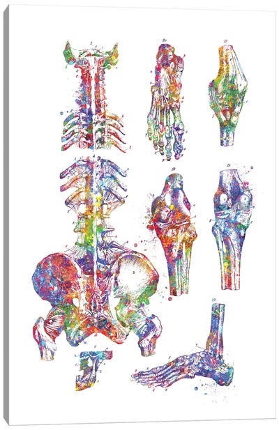 Human Bones Canvas Art Print - Anatomy Art