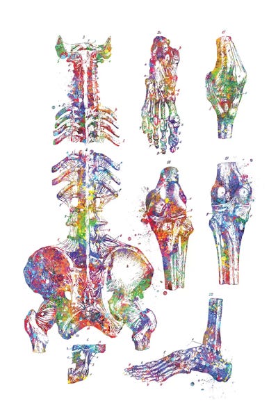 Science: Human Bones by Genefy Art