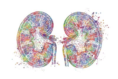 Kidneys by Genefy Art framed wall art