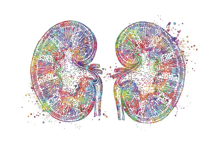 Kidneys by Genefy Art wall art