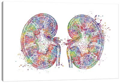 Kidneys Canvas Art Print - Science Art