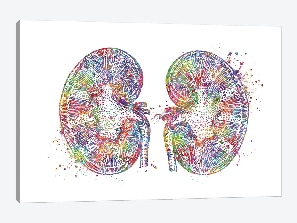 Kidneys by Genefy Art 1-piece Canvas Print