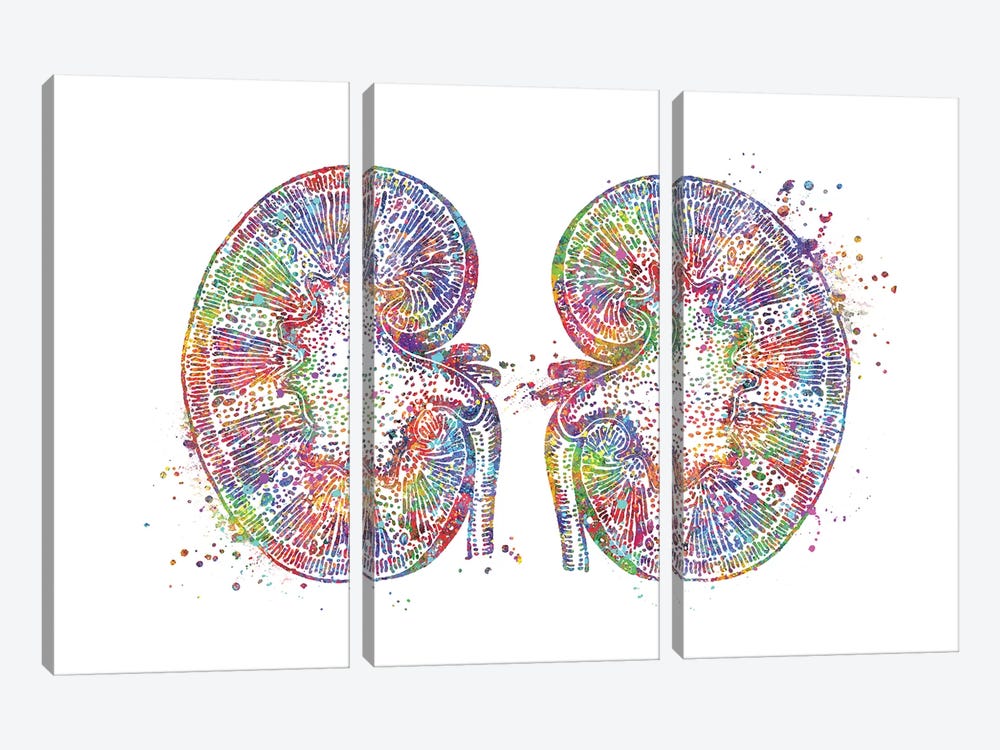 Kidneys by Genefy Art 3-piece Art Print