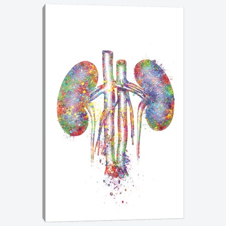 Kidneys II Canvas Print #GFA75} by Genefy Art Canvas Artwork