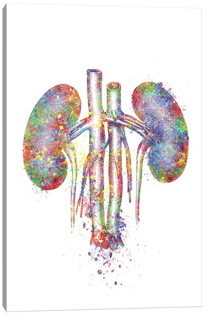 Kidneys II Canvas Art Print - Anatomy Art