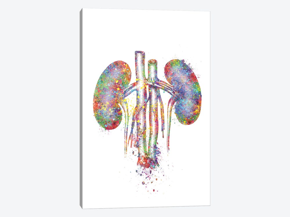 Kidneys II by Genefy Art 1-piece Canvas Wall Art
