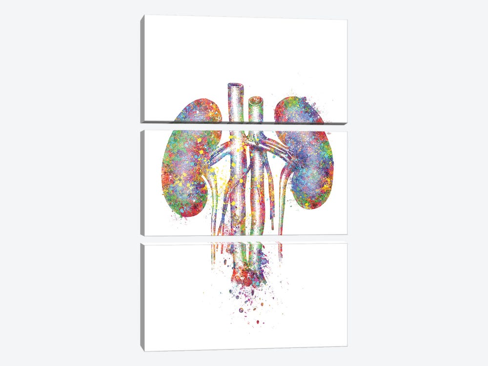 Kidneys II by Genefy Art 3-piece Canvas Artwork