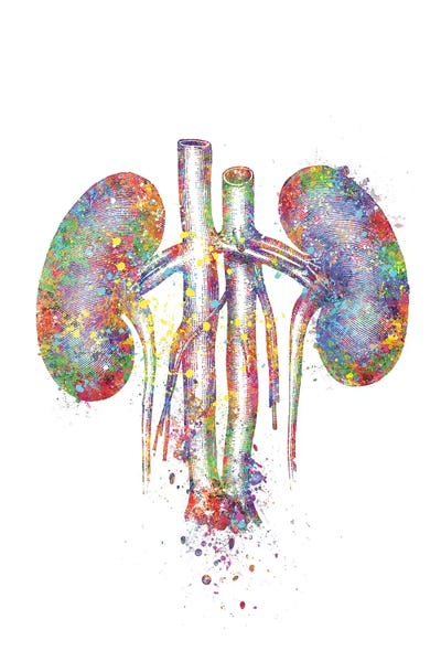 Science: Kidneys II by Genefy Art