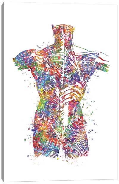 Muscle Back Canvas Art Print - Anatomy Art