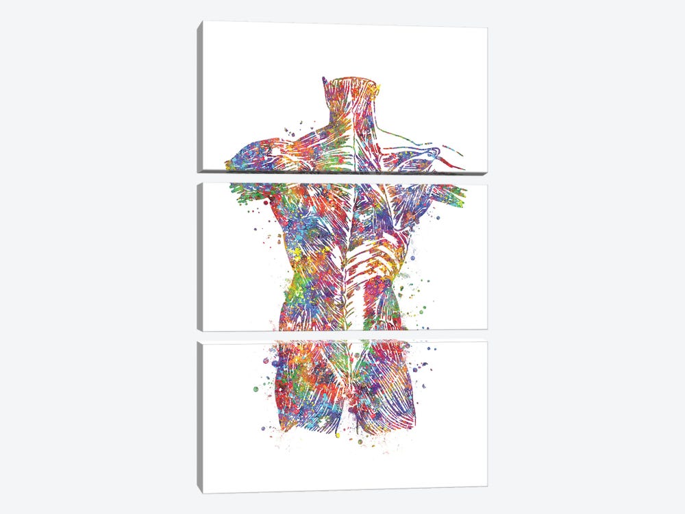 Muscle Back by Genefy Art 3-piece Canvas Print