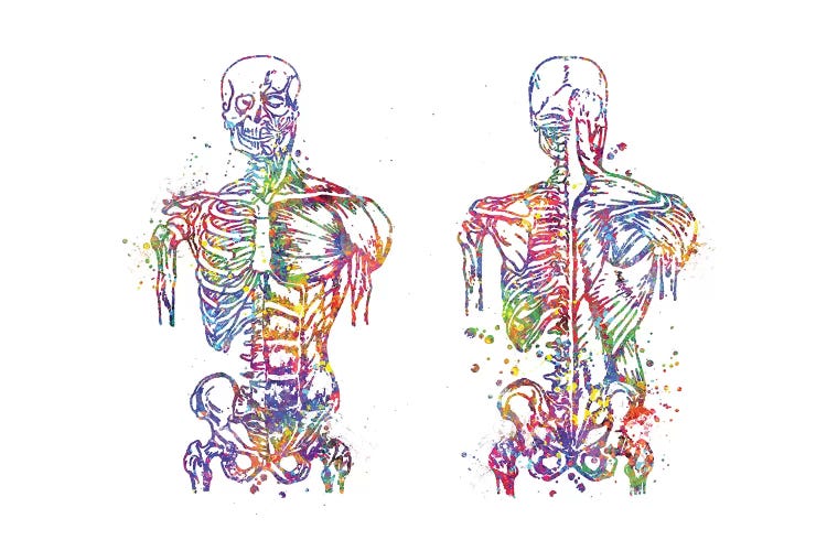 Muscle Front Back by Genefy Art wall art