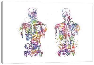 Muscle Front Back Canvas Art Print - Anatomy Art