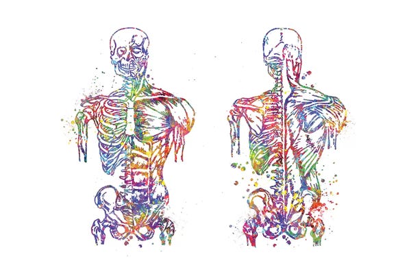 Biology: Muscle Front Back by Genefy Art