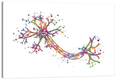 Nerve Cell Canvas Art Print - Anatomy Art