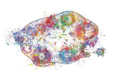 Ovary Section Ovarian Follicle by Genefy Art metal wall art
