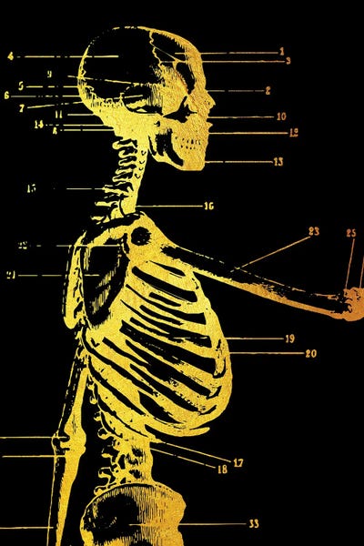 Biology: Skeleton Side by Gab Fernando