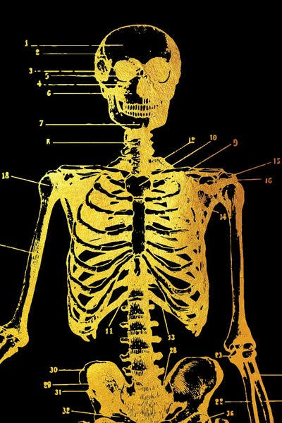 Biology: Skeleton Front by Gab Fernando