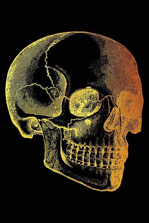 Skull 3D